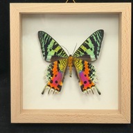 Motyl w gablotce Chrysiridia Rhipheus spód 3