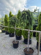 Świerk pospolity Inversa na pniu 145-150cm