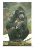 Pocztówka - Samica szympansa z młodym / małpy, ZOO