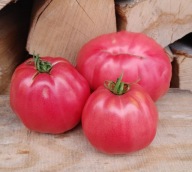 Pomidor GROSSE DES MARAIS stara odmiana kolekcjonerskie nasiona pomidorów