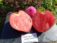 Pomidor Cuore Antico Di Acqui Therme nasiona kolekcjonerskie