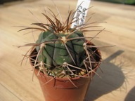 Kaktus Gymnocalycium cardenasianum