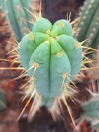 Kaktus Trichocereus Pach X bridgesii największy PB2 + gratisy + ogrzewacz