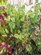Judaszowiec kanadyjski ALLEY CAT Cercis 110-130 cm
