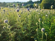 przegorzan - nasiona 0,5 kg