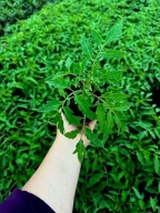 Pomidor Bawole Serce sadzonka rozsada p9