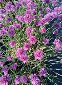 Czosnek bylinowy Sara Allium angulosum