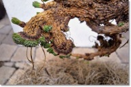 Larix decidua 'Kogito' - !!!!!!!!!!!!!