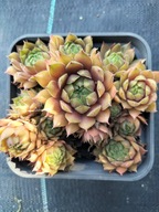 Rojnik 128 Pac. MAGIC NIGHT beżowy i delikatnie fioletowiejący