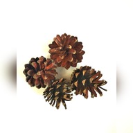 Szyszki sosnowe 100szt