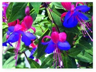 Fuksja Fuchsia Ballerina Blue