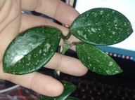 Hoya Hoja CARNOSA STARDUST cięta