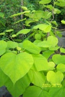 katalpa karłowa stary okaz szczepiona inna