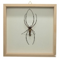 Pająk w gablotce Nephila Pilipes