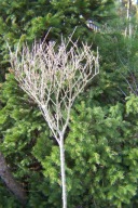 Ligustr szczepiony okaz mini pienny żółty azalia grab irga inny