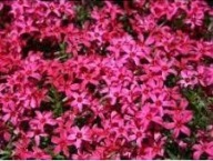 Floks szydlasty różowo-czerwony Skalniaki Sadzonka P9