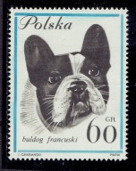 RASY PSÓW Fi 1230 ** Mk uszk RAMKA BARWY NIEBIESKIEJ