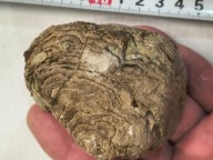 Skamieniały koralowiec minerał