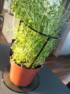 Podpora do ziół z nazwą (OREGANO, TYMIANEK, BAZYLIA ITP) 11x20cm