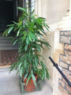 Ficus fikus binnedijkii 'Amstel King' wierzbolistny SADZONKA 60 cm