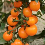 Sadzonka Pomidora odmiana Figiel