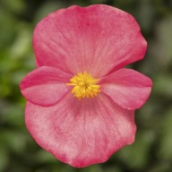Begonia semperflorens Topspin Rose