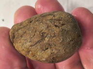 Skamieniałe koralowce algi glony agaty muszlowe