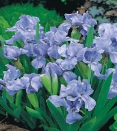 Irys karłowy niski jasnoniebieski TRULY