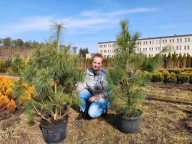 Sosna himalajska 115cm