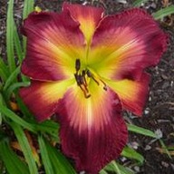 Liliowiec 'Mars Attacks'