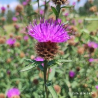 Chaber łąkowy (Centaurea jacea) - 500 nasion