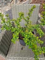 Berberys zielony,duża donica