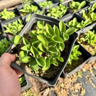 Funkia Hosta 'Baby Bunting' W DONICZCE, wiele sadzonek