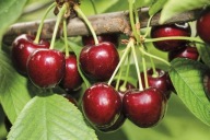 Czereśnia MAJÓWKA – bardzo wczesna, deserowa, smaczne owoce