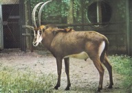 WROCŁAW - ZOO - ANTYLOPA SZABLOROGA