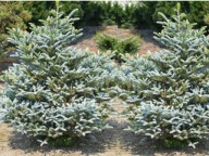 PRAWIE BIAŁA Abies koreana Jodła koreańska 'Silver Show'