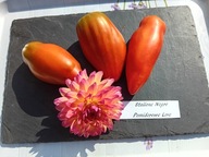 Pomidor Stallion Negro włoska odmiana heirloom nasiona kolekcjonerskie