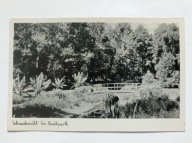 Piła Schneidemuhl PARK OGRÓD ******************* UJĘCIE RZADKOŚĆ
