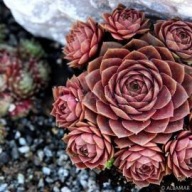 Rojnik 'Scrockies Bronze'