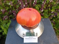 Pomidor Aussie najpopularniejsza z odmian heirloom nasiona kolekcjonerskie