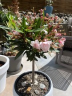 OLEANDER na pniu drzewko różowe białe kwiaty Nerium Oleander balkon taras