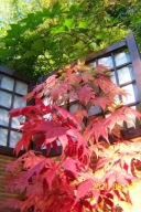 Klon czerwony palmowy kolumnowy Zao ścienny inny