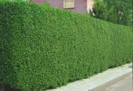 ligustr zimozielony Atrovirens liguster żywopłot sztobry zdrewnia sadzonki