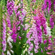 Naparstnica MIX KOLORÓW sadzonka XL !! WIELOLETNIA !!