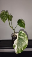 Monstera borsigiana variegata