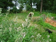 Kocimiętka Nasiona Naturalne 2g