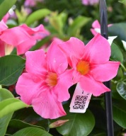 Mandevilla Rio Elegant Coral Pink Sundaville DIPLADENIA