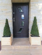 Bukszpan wieczniezielony DONICZKA 25-40 CM DONICZKA