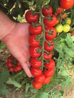 Pomidor Tudor typ cherry nasiona holenderskie 10szt ***
