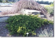 Pinus banksiana 'Tucker's Dwarf' - unikat płożąca !!!